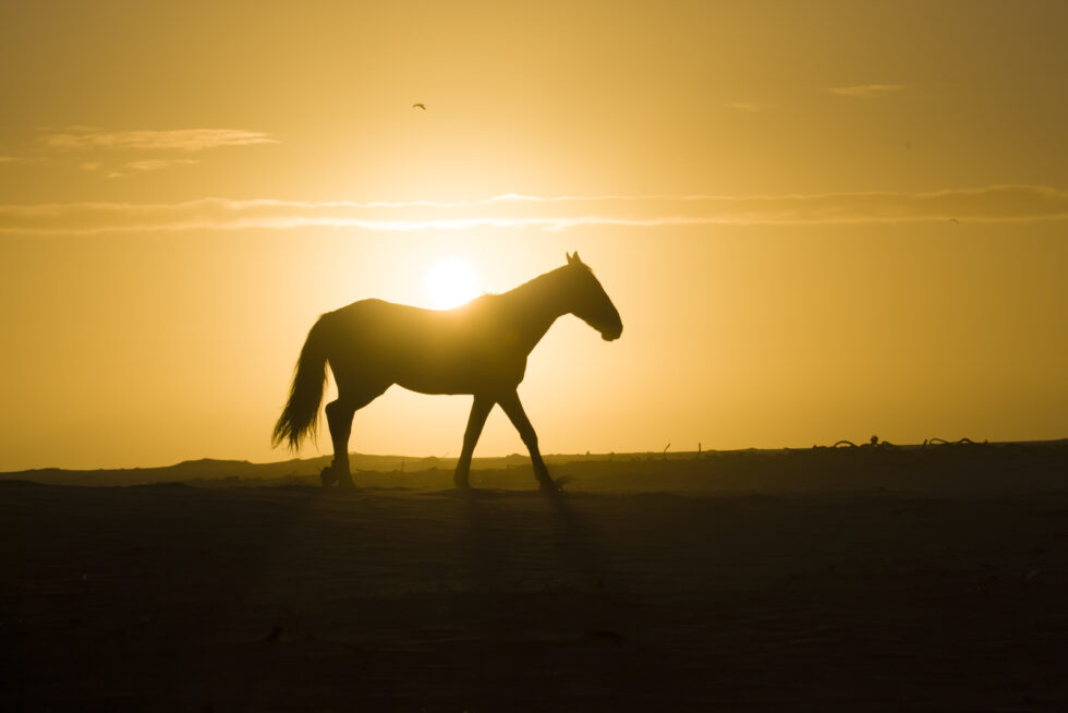 Stunning photo for horse wall art