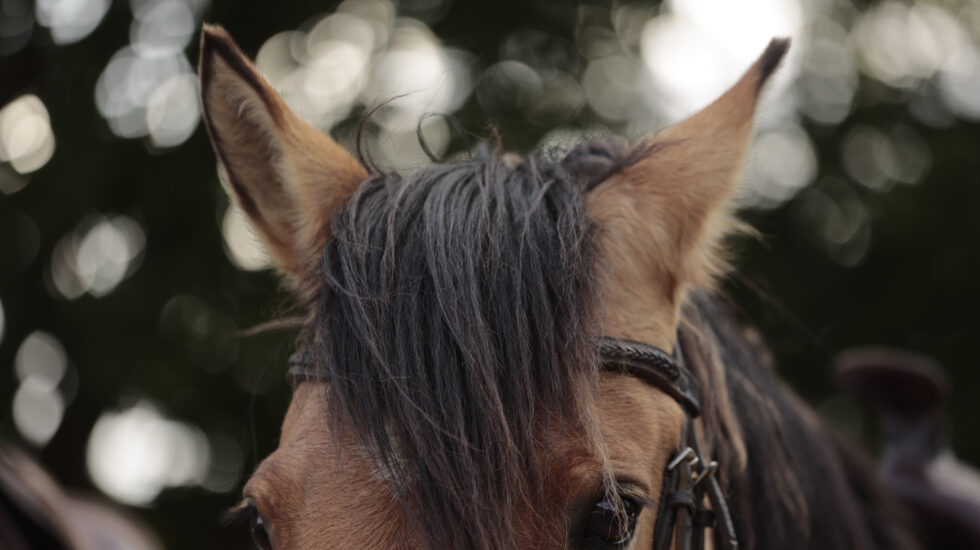 Stunning photo for horse wall art
