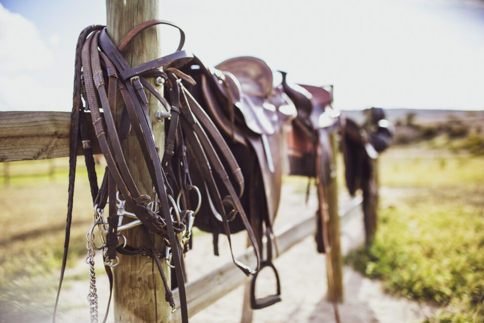 Stunning photo for horse wall art
