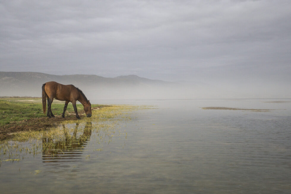 Stunning photo for horse wall art