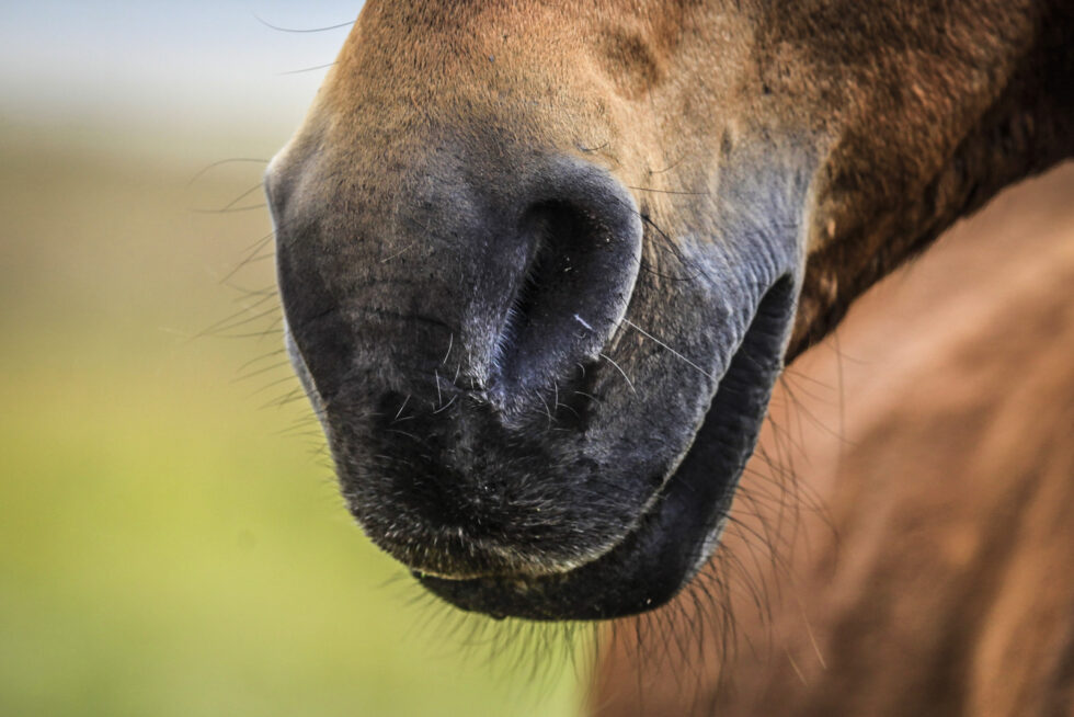 Stunning photo for horse wall art