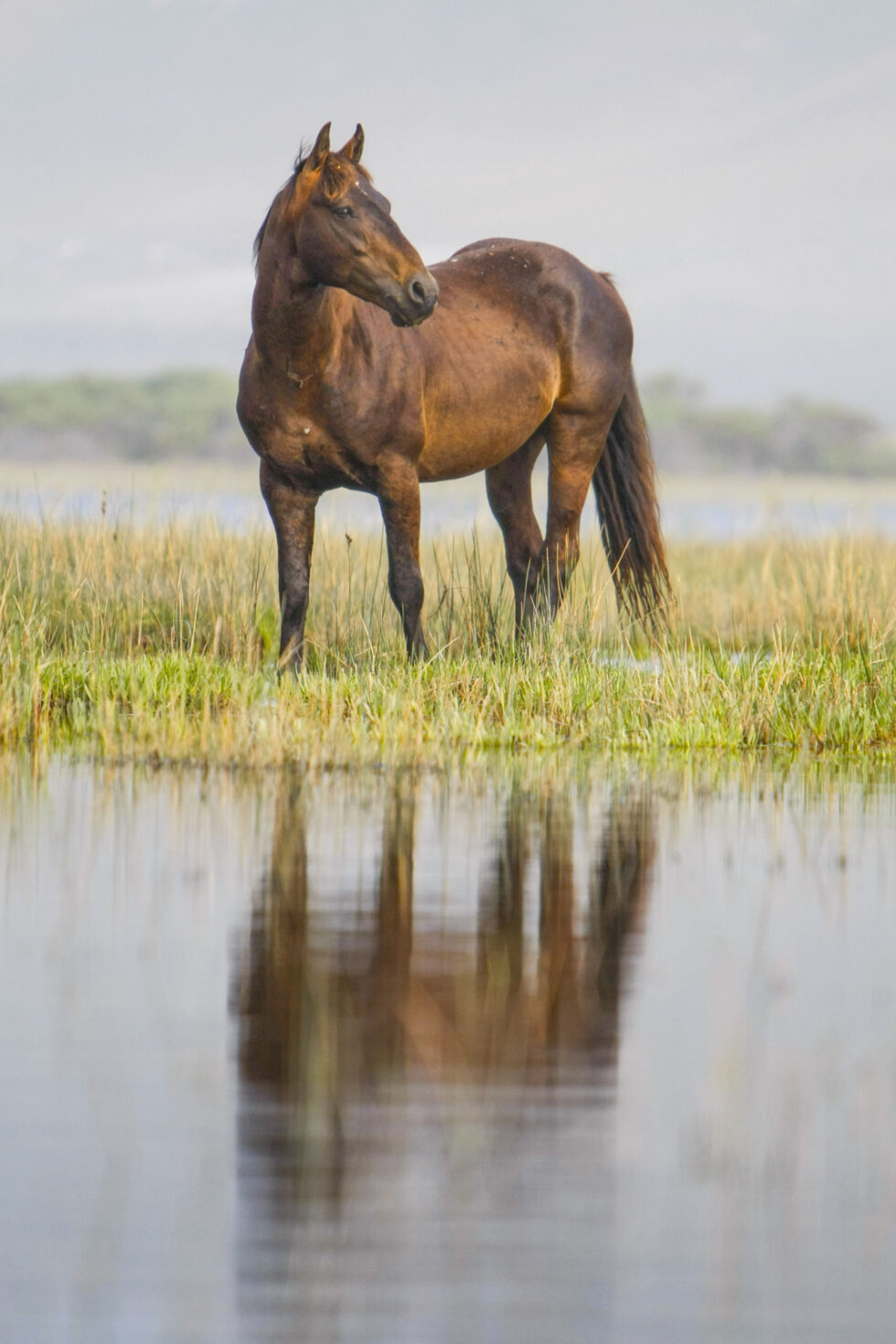 Stunning photo for horse wall art