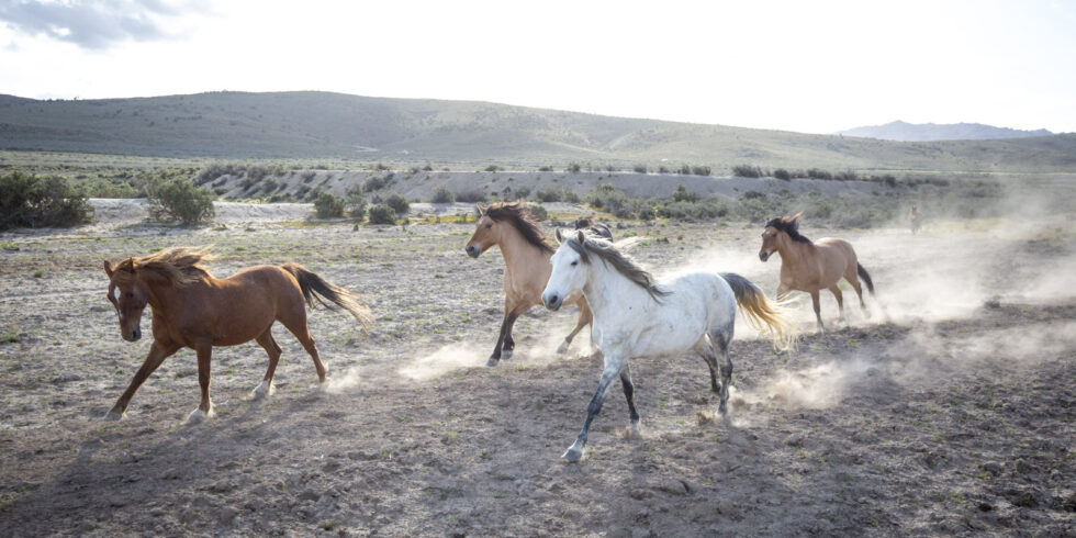 Stunning photo for horse wall art
