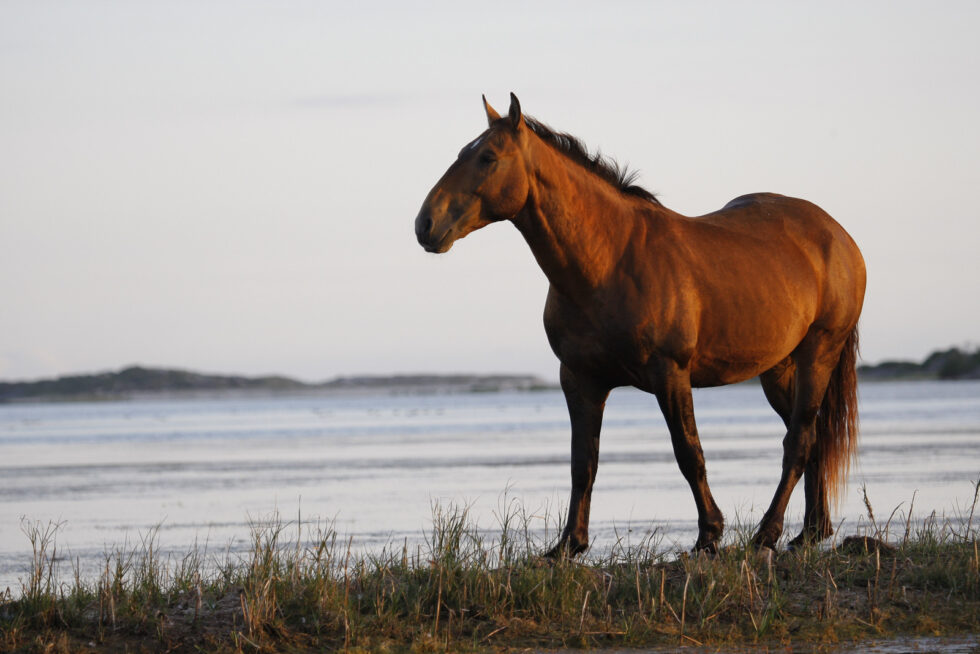 Stunning photo for horse wall art