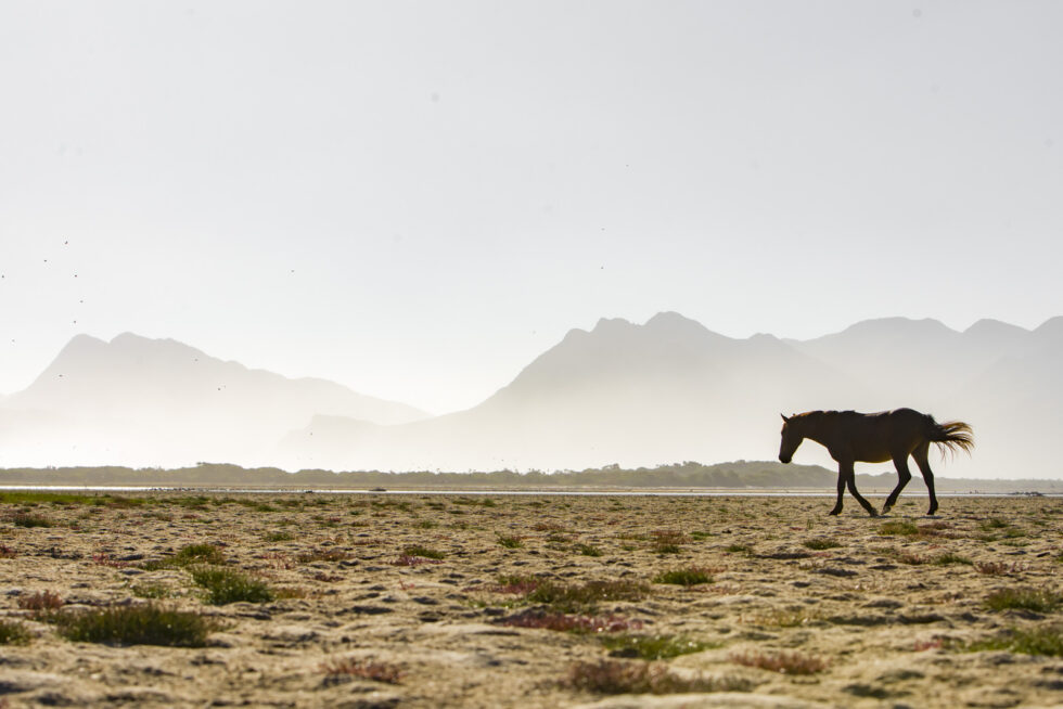 Stunning photo for horse wall art
