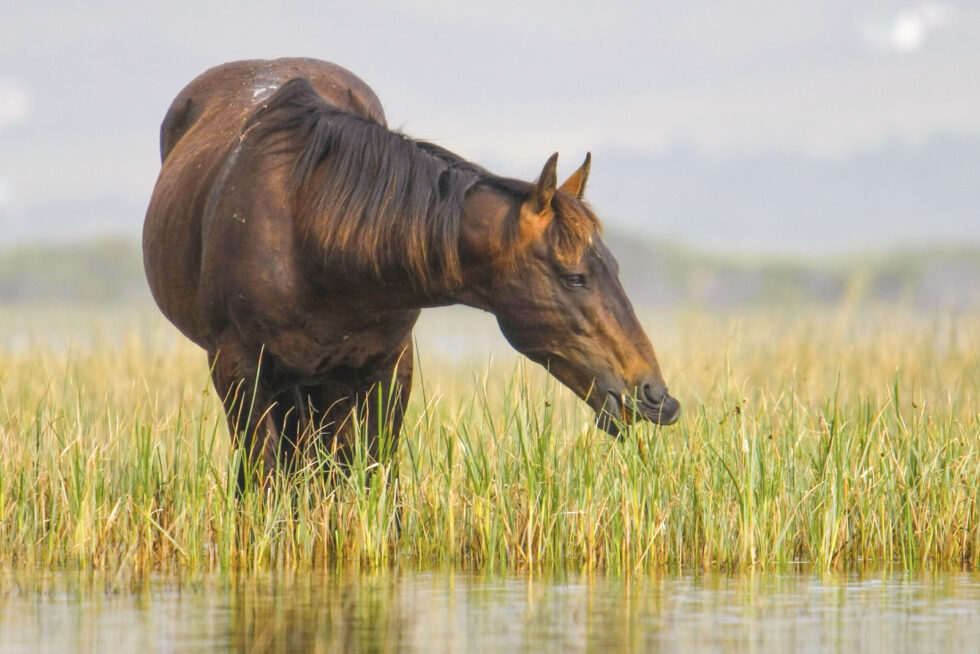 Stunning photo for horse wall art