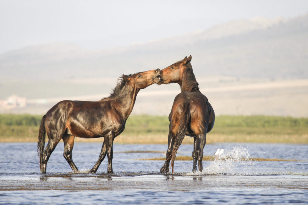 Stunning photo for horse wall art