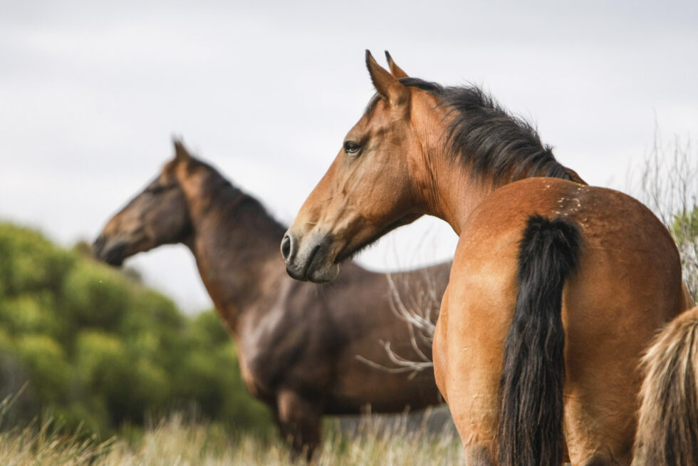 Stunning photo for horse wall art