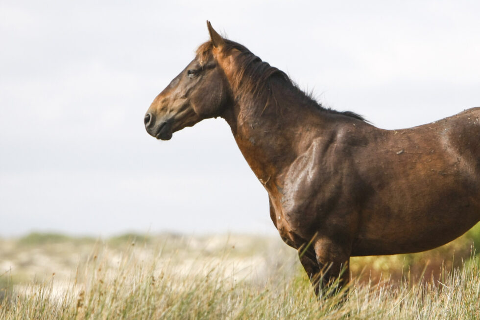 Stunning photo for horse wall art