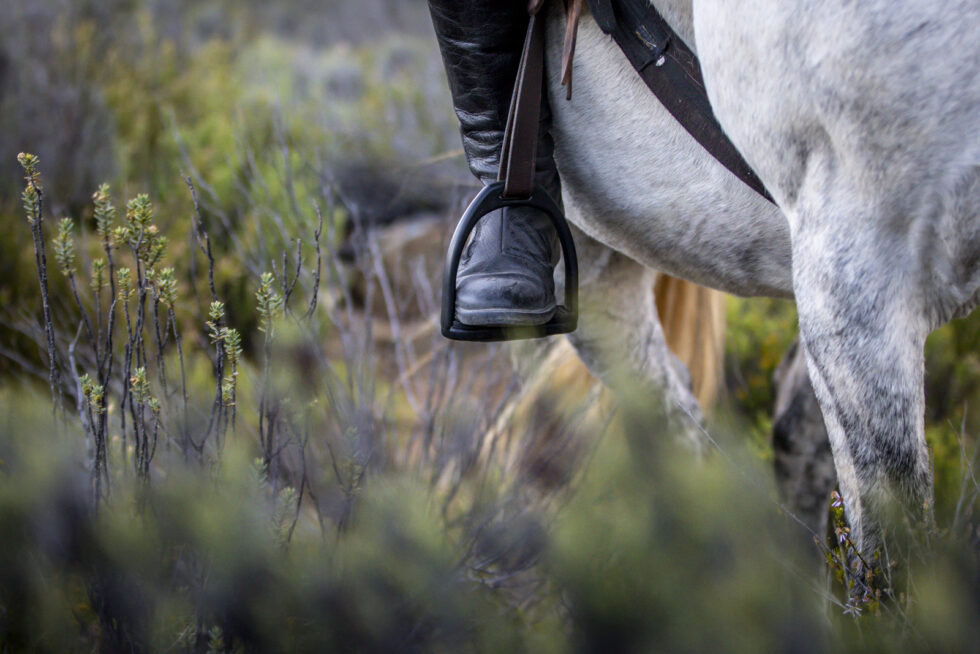 Stunning photo for horse wall art