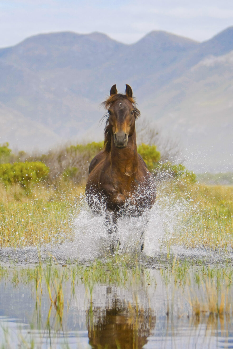 Stunning photo for horse wall art