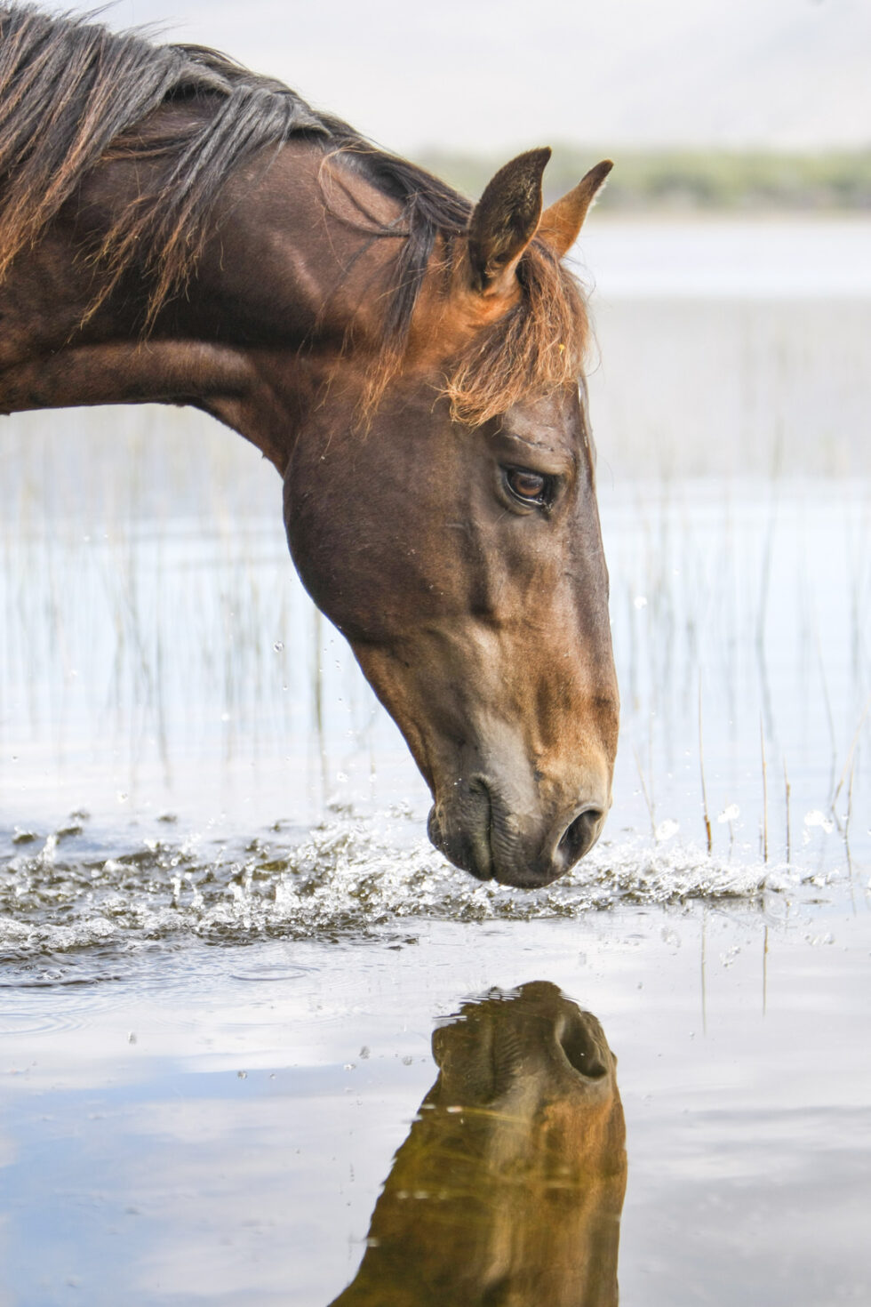 Stunning photo for horse wall art