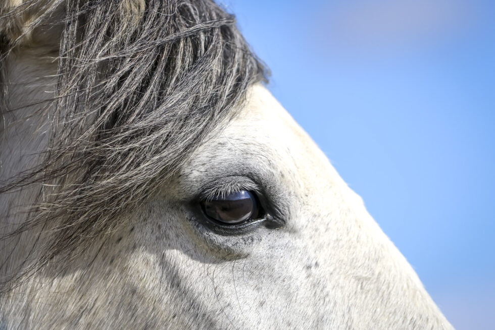 Stunning photo for horse wall art