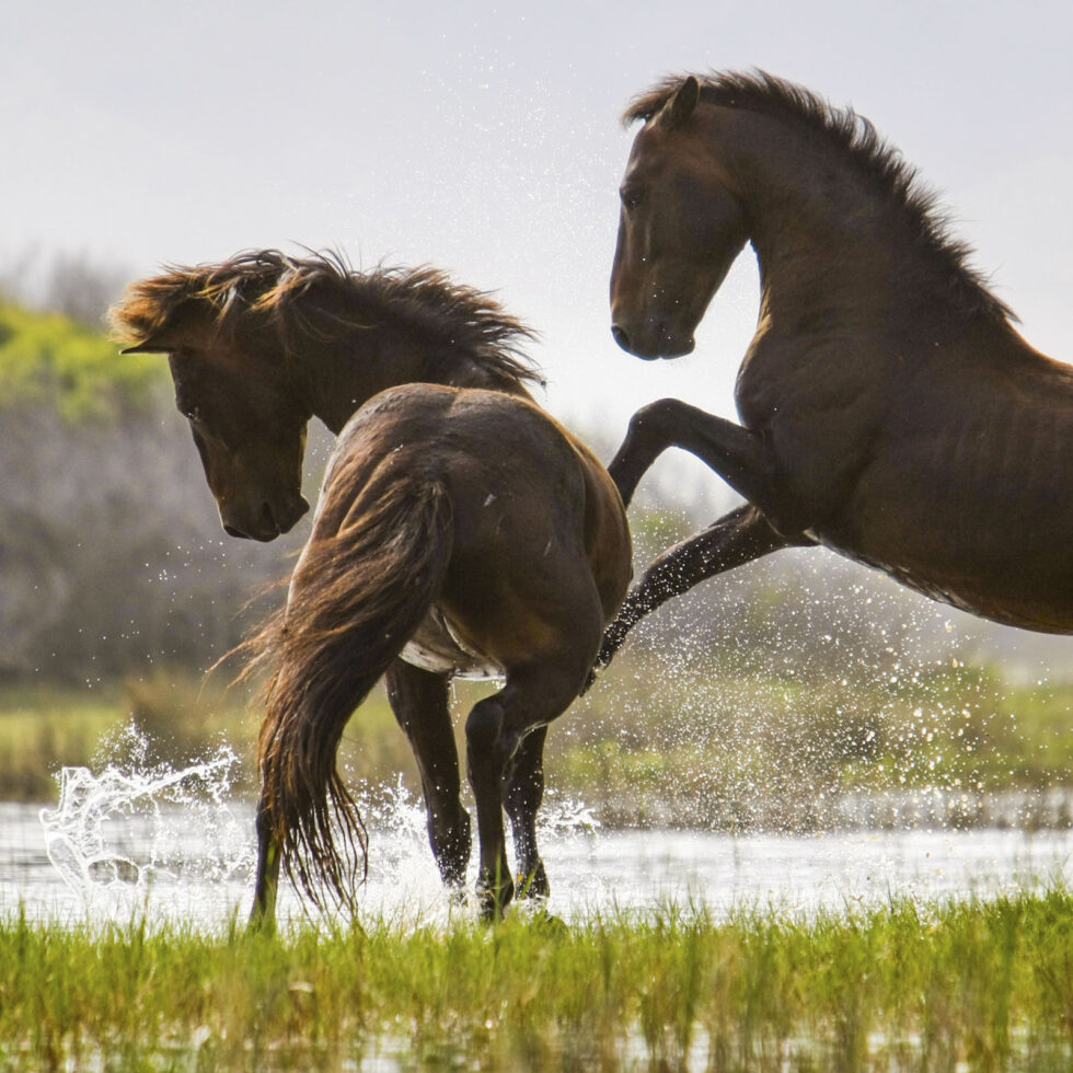 Stunning photo for horse wall art