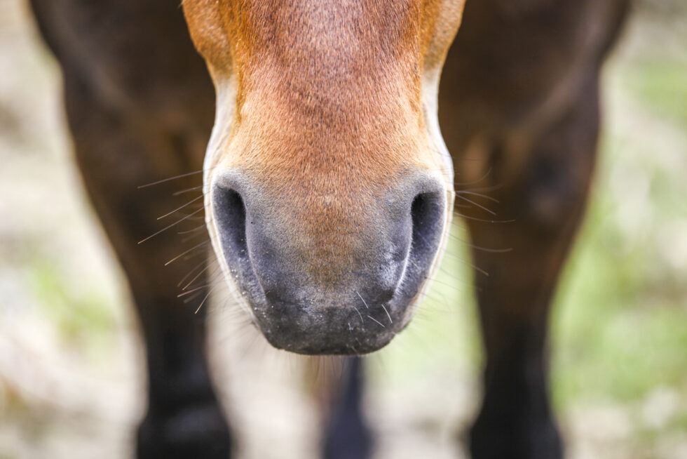 Stunning photo for horse wall art