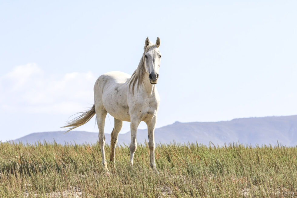 Stunning photo for horse wall art