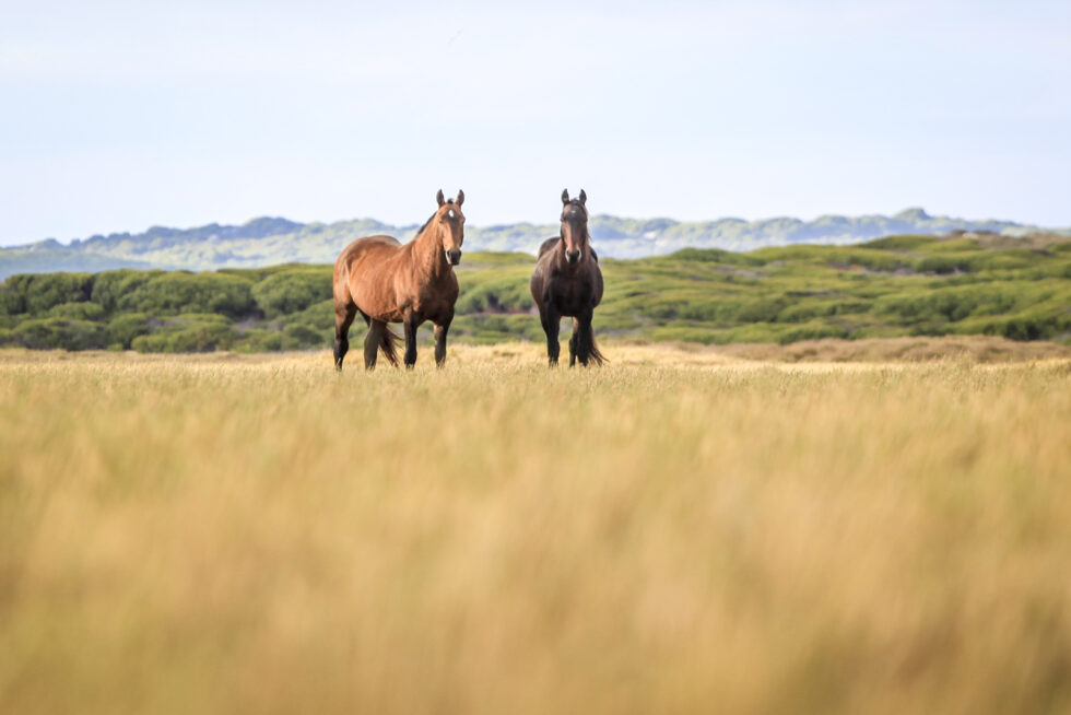 Stunning photo for horse wall art