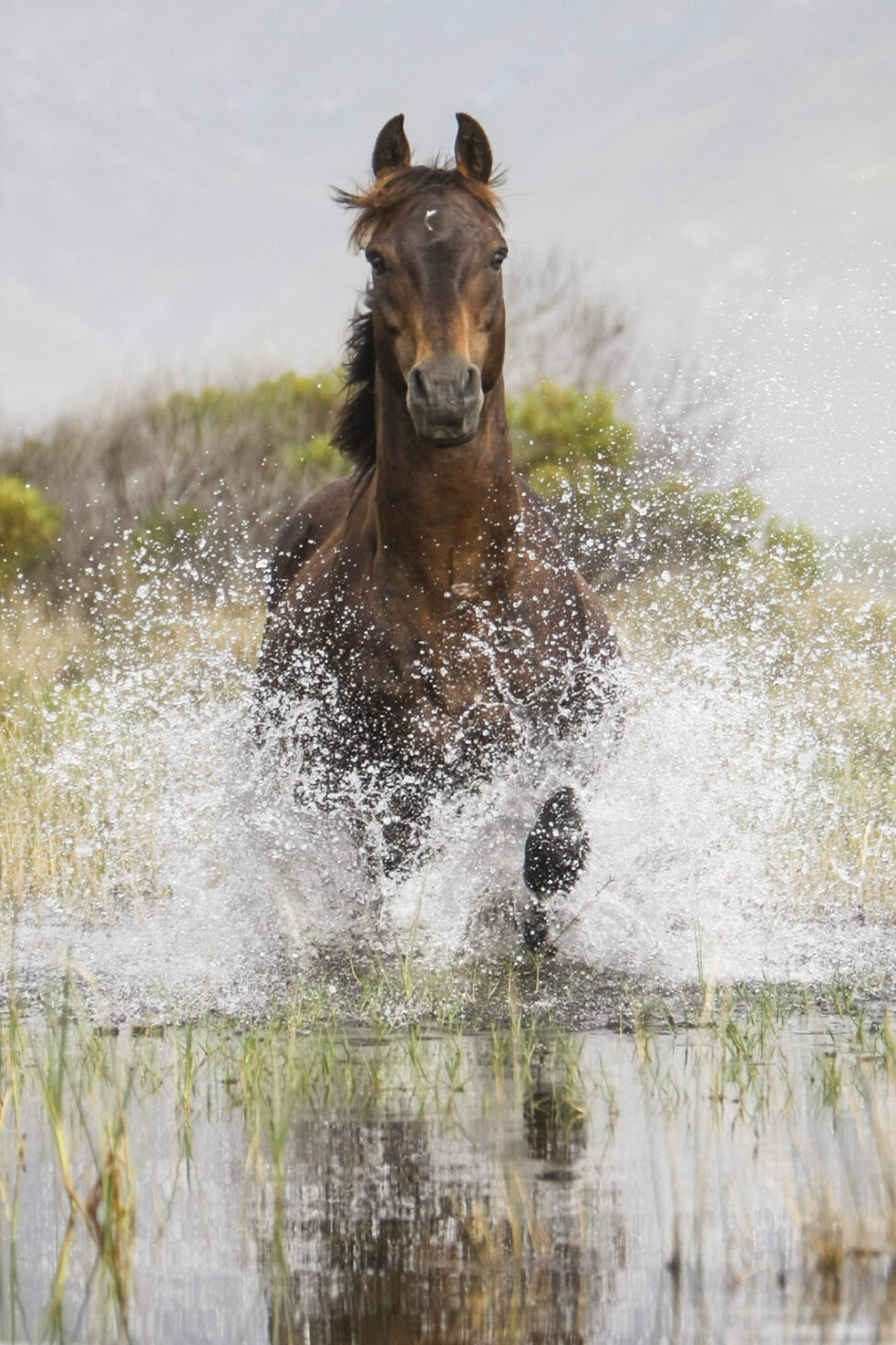 Stunning photo for horse wall art