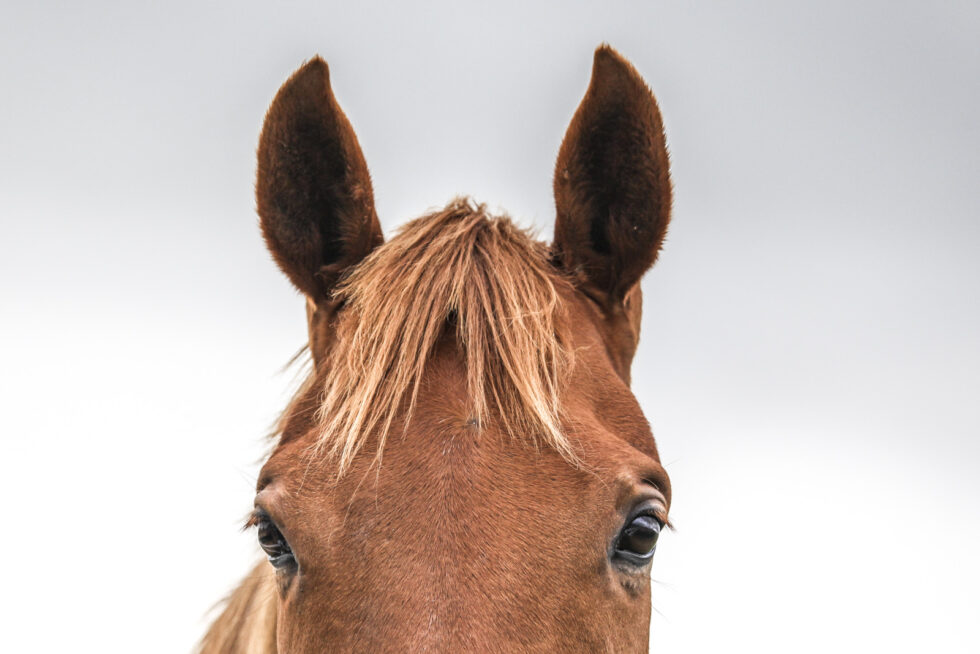 Stunning photo for horse wall art