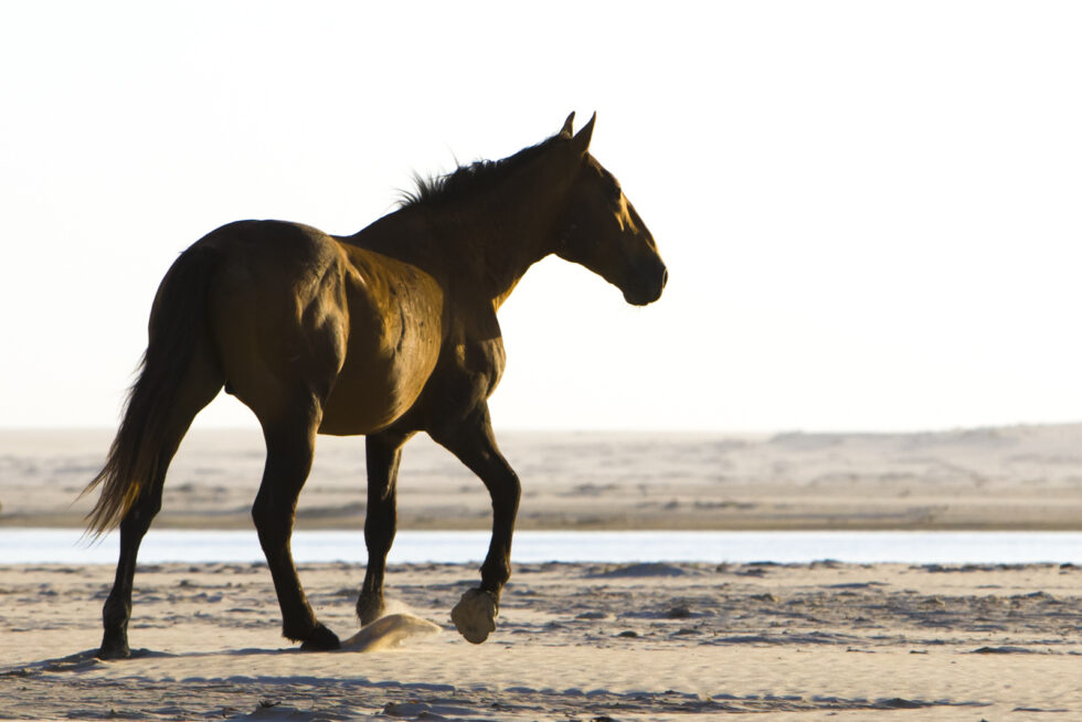 Stunning photo for horse wall art