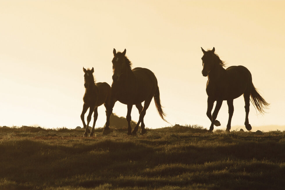 Stunning photo for horse wall art
