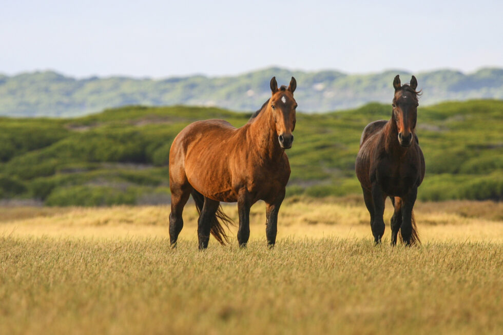 Stunning photo for horse wall art