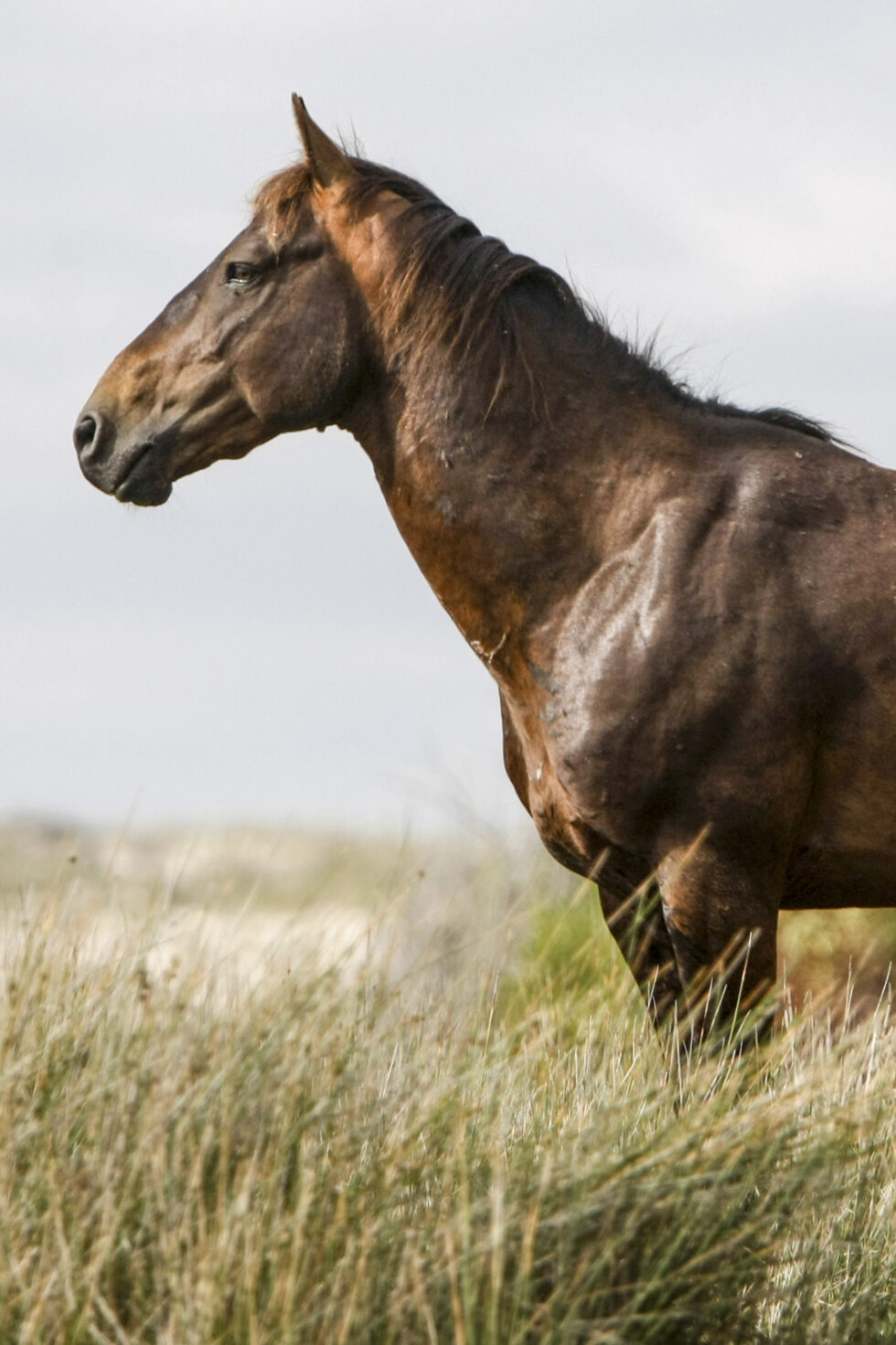Stunning photo for horse wall art