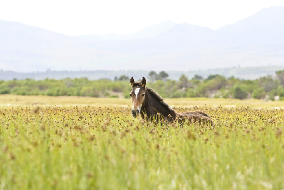 Stunning photo for horse wall art