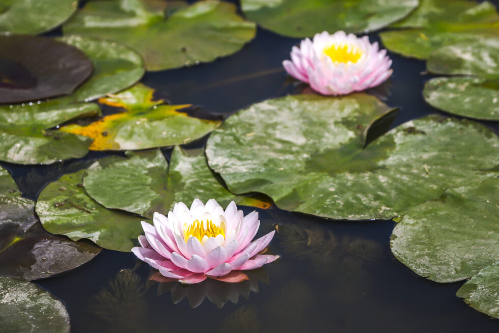 Plant nature photography that captures the vibrant beauty of nature’s flora, bringing tranquility and natural elegance to your space.