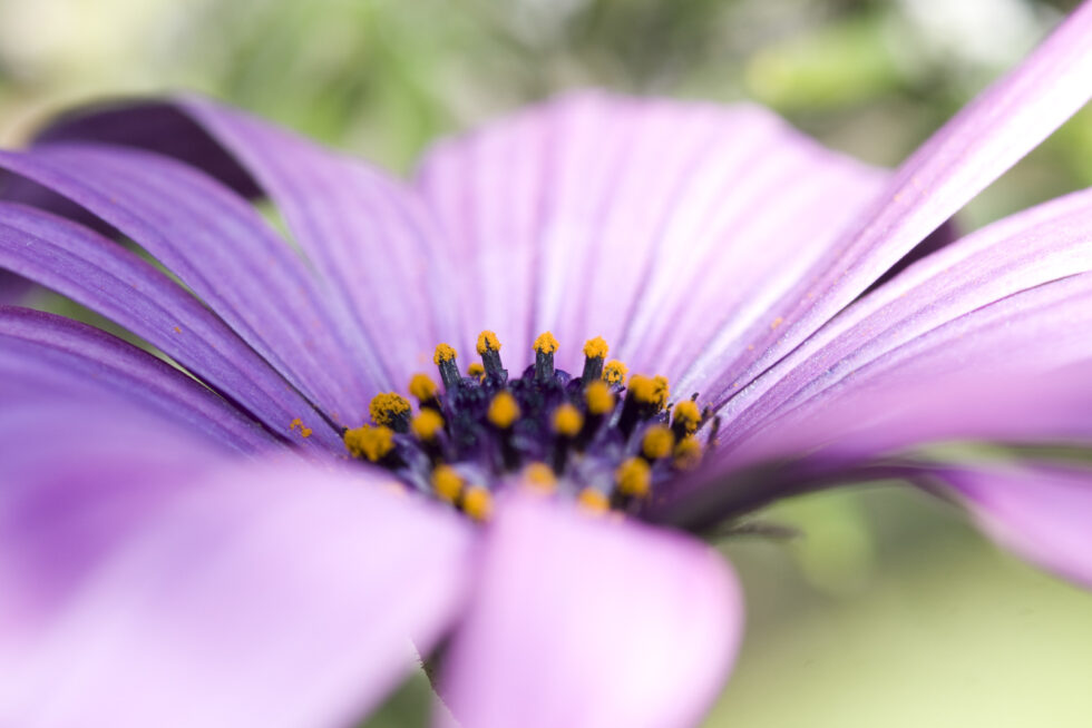 Plant nature photography that captures the vibrant beauty of nature’s flora, bringing tranquility and natural elegance to your space.