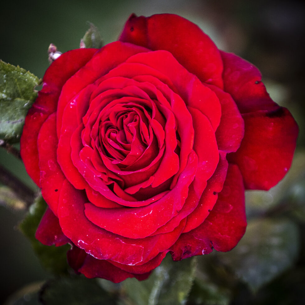 Plant nature photography that captures the vibrant beauty of nature’s flora, bringing tranquility and natural elegance to your space.