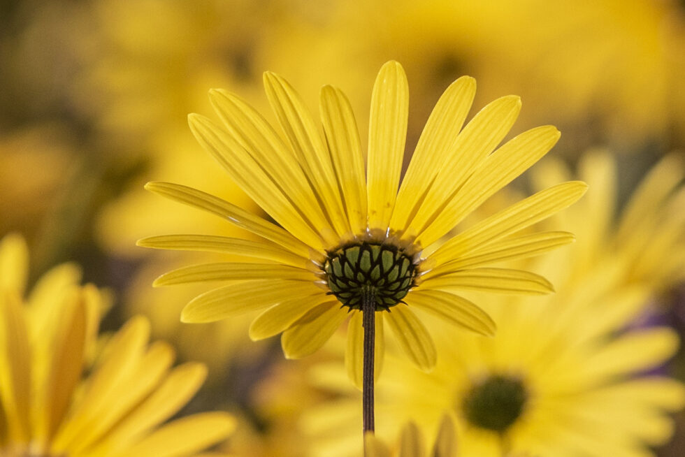 Plant nature photography that captures the vibrant beauty of nature’s flora, bringing tranquility and natural elegance to your space.