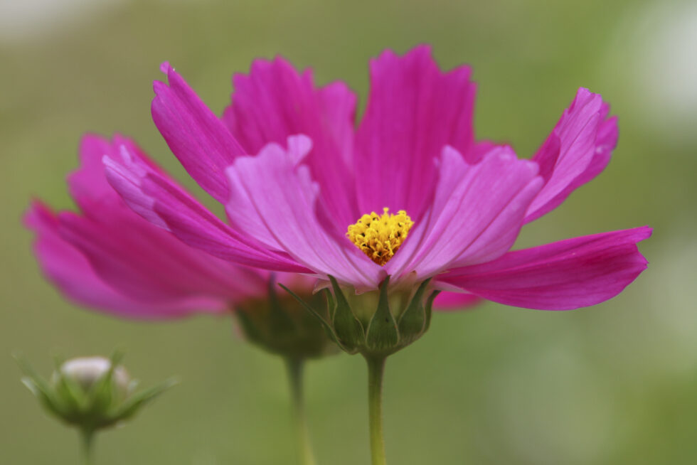 Plant nature photography that captures the vibrant beauty of nature’s flora, bringing tranquility and natural elegance to your space.