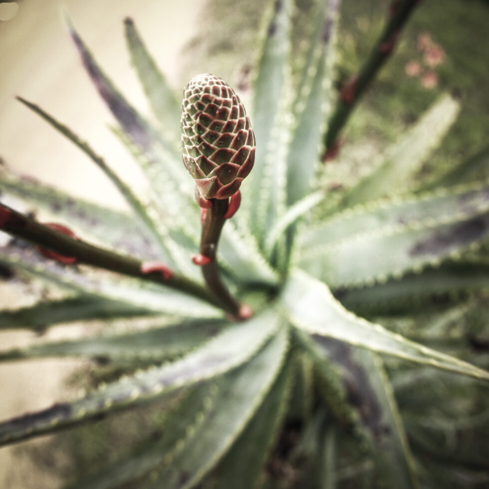 Plant nature photography that captures the vibrant beauty of nature’s flora, bringing tranquility and natural elegance to your space.