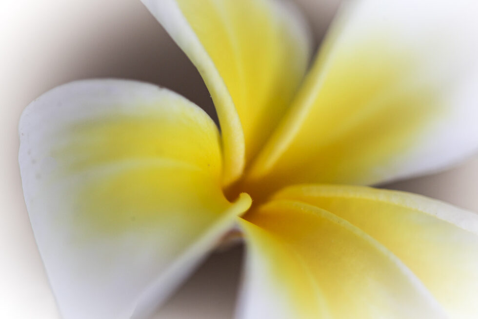 Plant nature photography that captures the vibrant beauty of nature’s flora, bringing tranquility and natural elegance to your space.