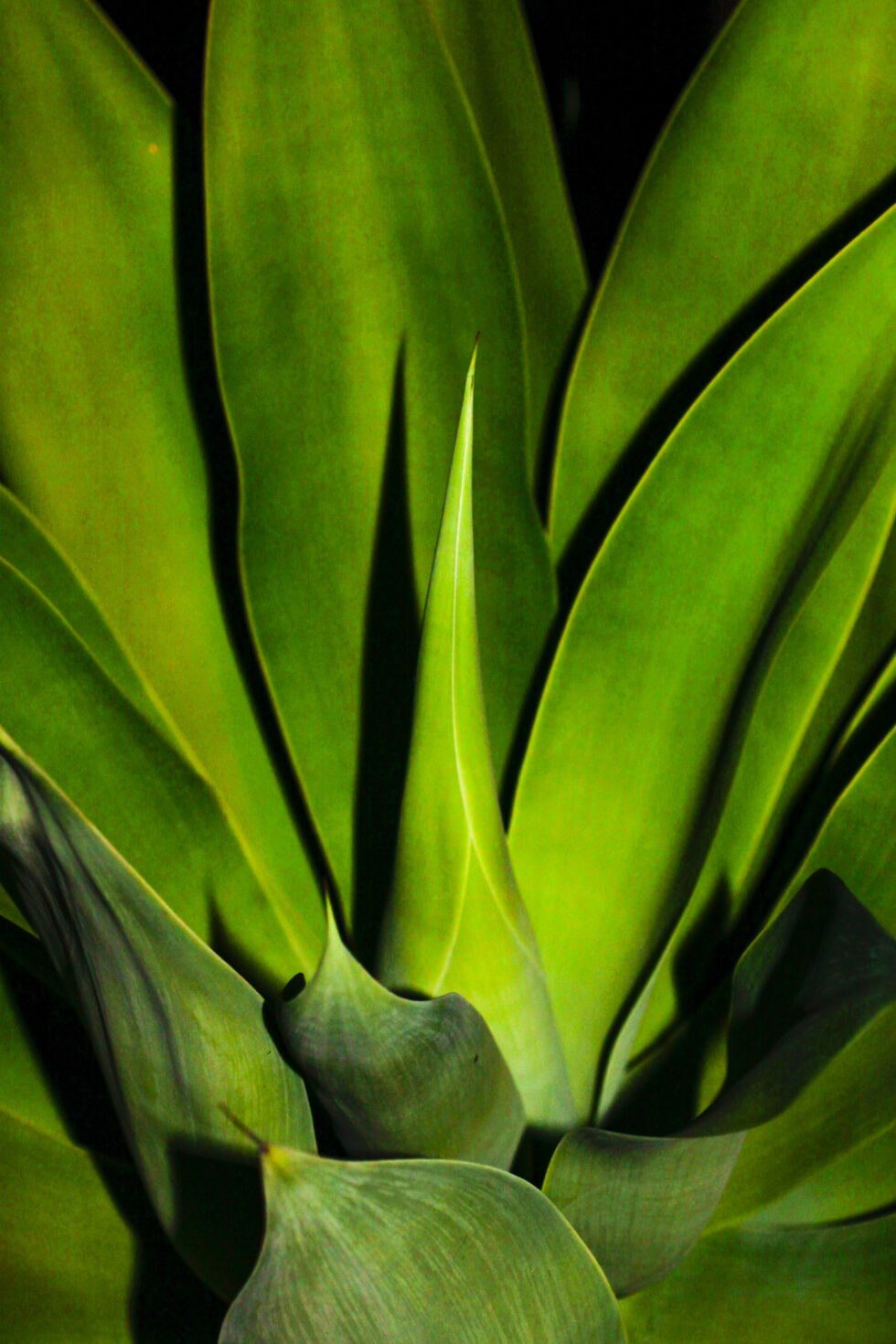 Plant nature photography that captures the vibrant beauty of nature’s flora, bringing tranquility and natural elegance to your space.