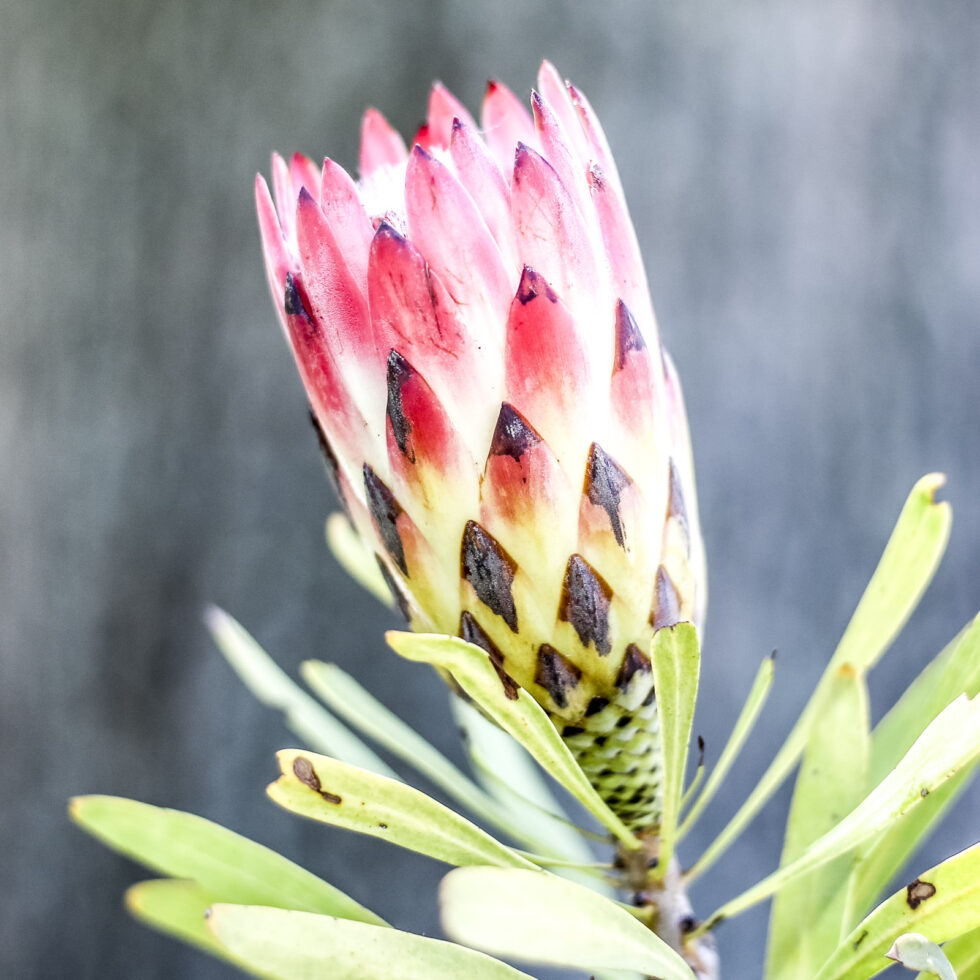 Plant nature photography that captures the vibrant beauty of nature’s flora, bringing tranquility and natural elegance to your space.