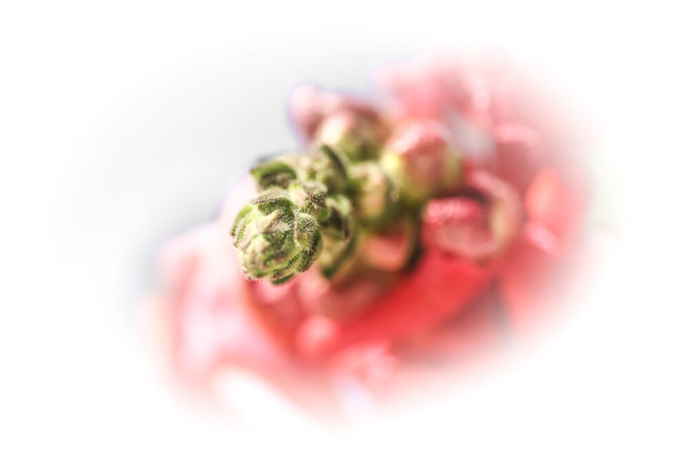 Photograph of plants