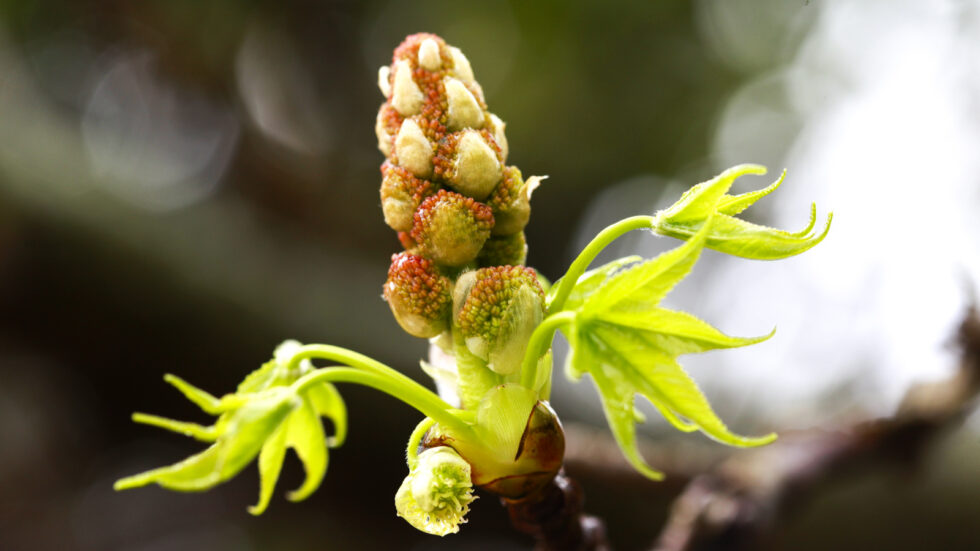 Plant nature photography that captures the vibrant beauty of nature’s flora, bringing tranquility and natural elegance to your space.