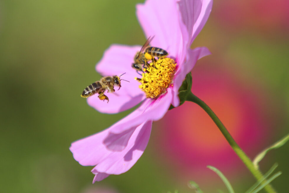 Plant nature photography that captures the vibrant beauty of nature’s flora, bringing tranquility and natural elegance to your space.