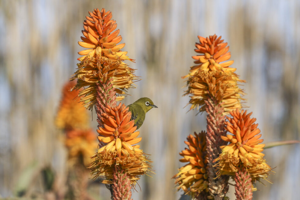 Plant nature photography that captures the vibrant beauty of nature’s flora, bringing tranquility and natural elegance to your space.