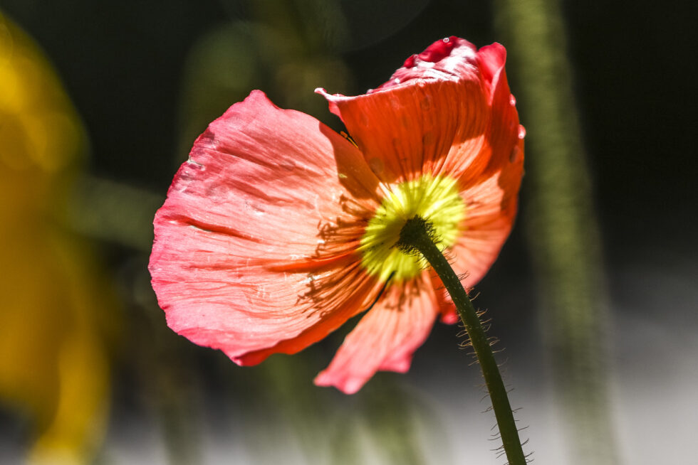 Plant nature photography that captures the vibrant beauty of nature’s flora, bringing tranquility and natural elegance to your space.