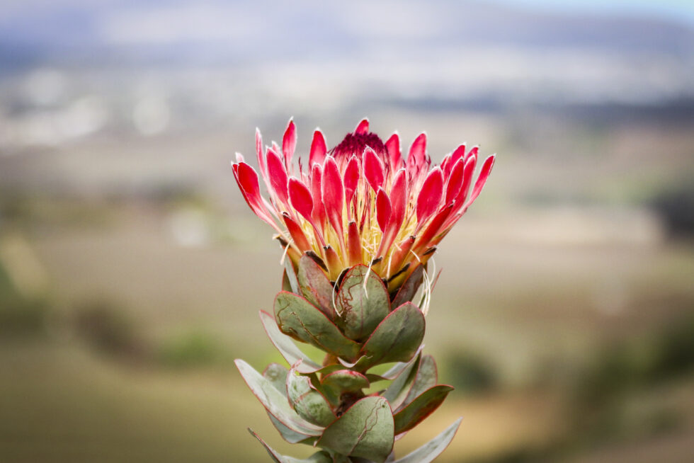 Plant nature photography that captures the vibrant beauty of nature’s flora, bringing tranquility and natural elegance to your space.