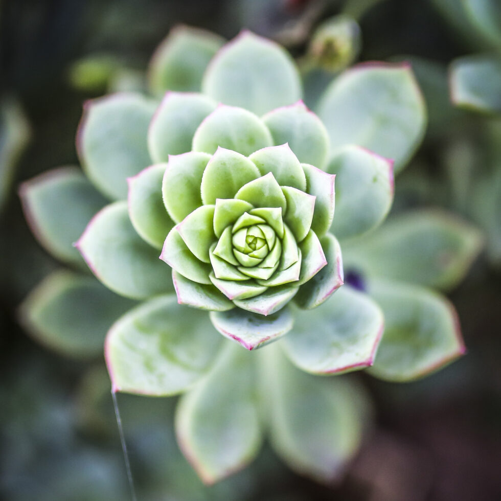 Plant nature photography that captures the vibrant beauty of nature’s flora, bringing tranquility and natural elegance to your space.