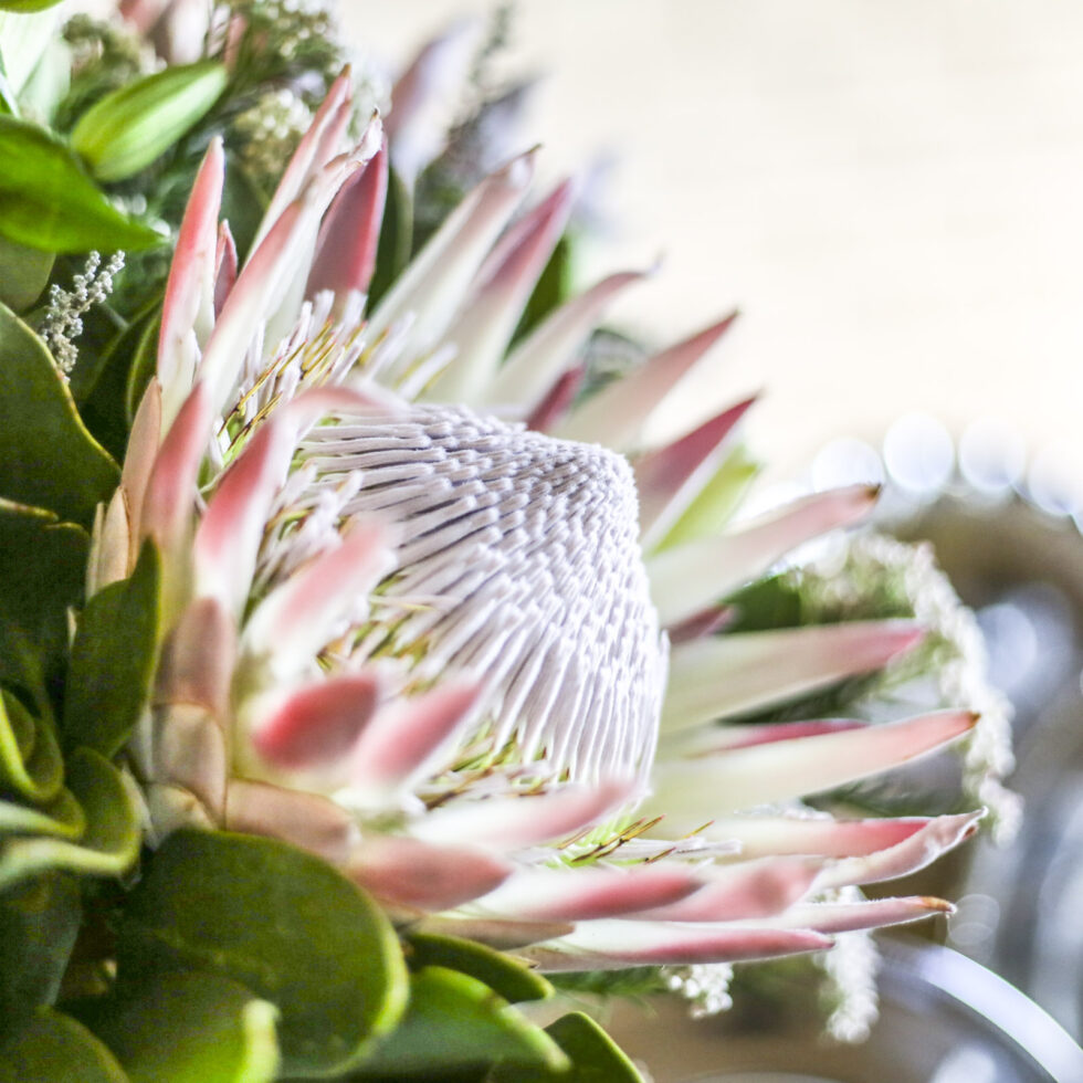 Plant nature photography that captures the vibrant beauty of nature’s flora, bringing tranquility and natural elegance to your space.