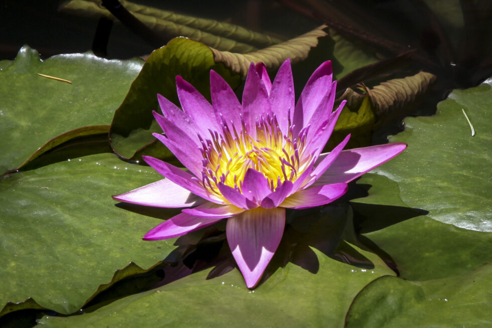 Plant nature photography that captures the vibrant beauty of nature’s flora, bringing tranquility and natural elegance to your space.