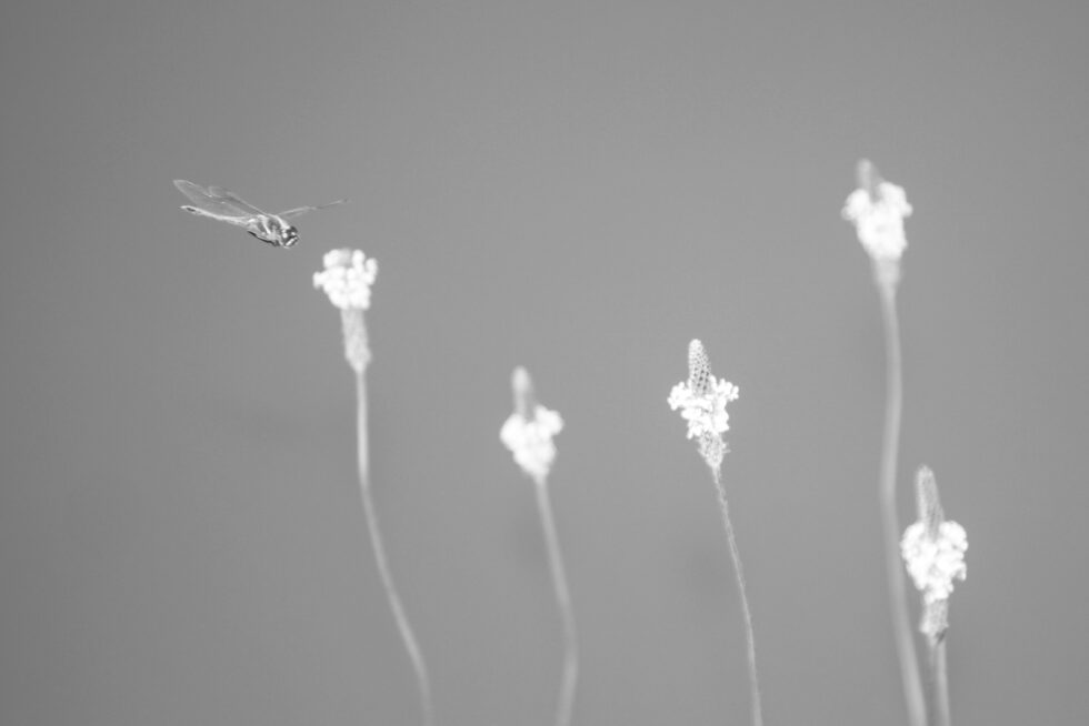 Plant nature photography that captures the vibrant beauty of nature’s flora, bringing tranquility and natural elegance to your space.