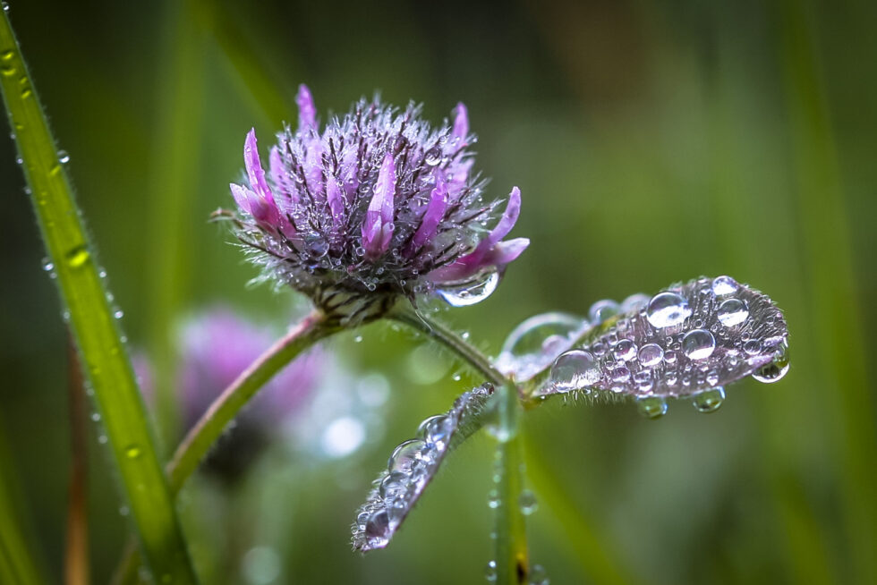 Plant nature photography that captures the vibrant beauty of nature’s flora, bringing tranquility and natural elegance to your space.