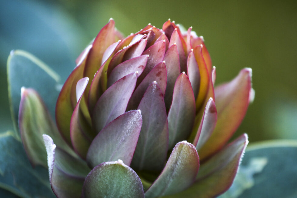 Photograph of plants