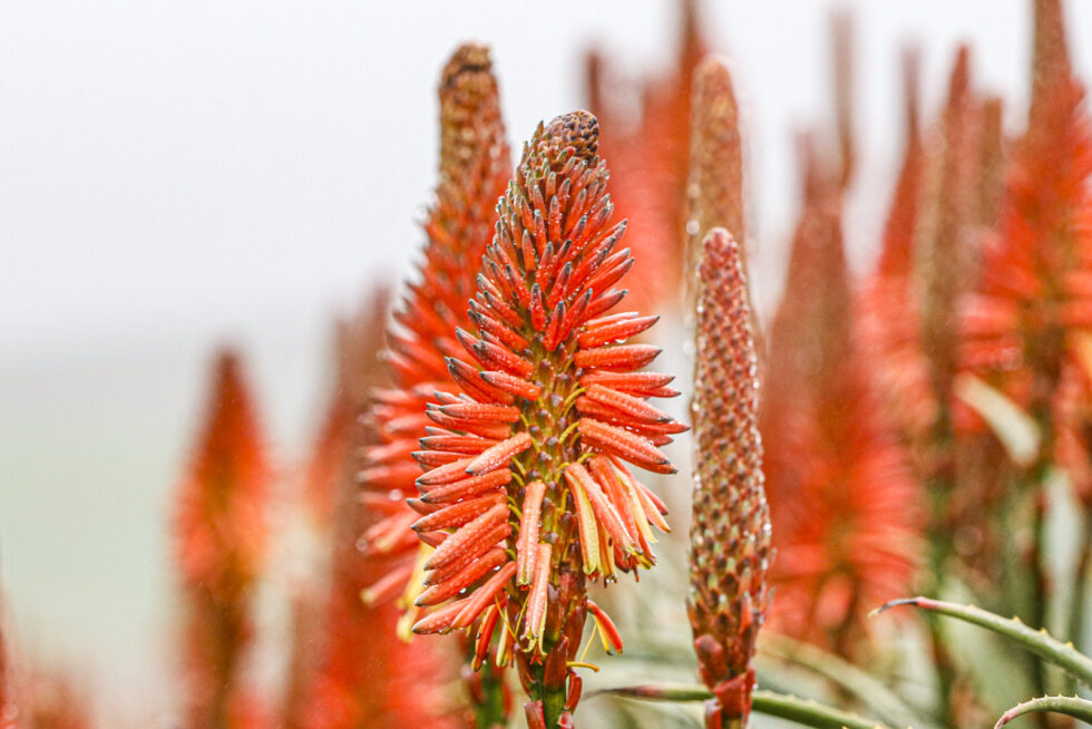 Photograph of plants